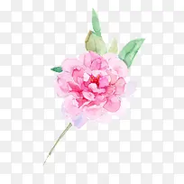 红色长寿花图片素材