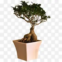 白瓷盆装绿植园艺古榕树盆景