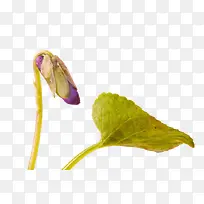 紫罗兰花苞