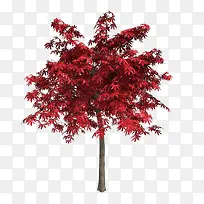 一个笔直红色叶子树木