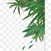 绿色竹叶清新露珠