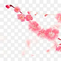 半透明粉色桃花枝干