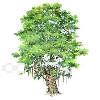 树木手绘树木素材