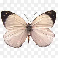 漂亮的蝴蝶标本