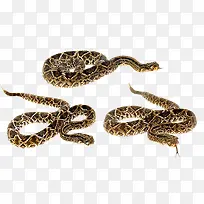 三条斑纹毒蛇