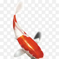 白红色小鲤鱼