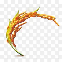 金黄的麦穗