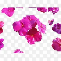 鲜花 植物 花卉 花朵