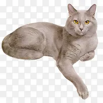 猫发呆的猫灰色猫