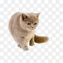凶恶的猫咪