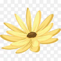 黄色春天美丽波斯菊