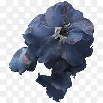蓝色凋零的鲜花