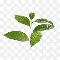 绿茶叶片