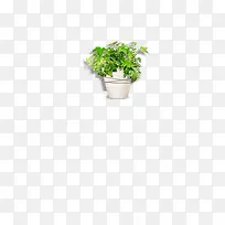 白色花盆植物，盆栽，办公室植物