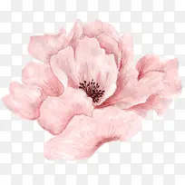 粉色盛开唯美花朵