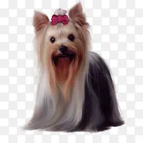 贵妇宠物犬