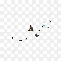 一群蝴蝶