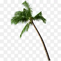 合成高清手绘海边的椰子树
