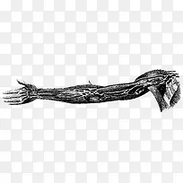 臂膀神经人体器官描绘