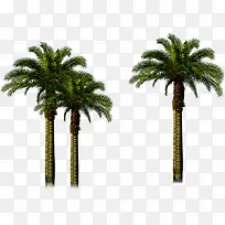 高清创意摄影效果图椰子树