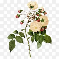 手绘花卉