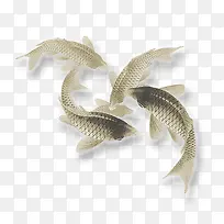 游泳的鲤鱼