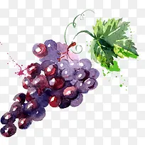 水彩绘葡萄