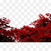 红色枫叶美景