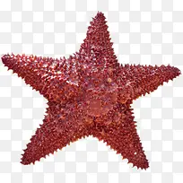 海星