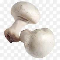 白蘑菇野生菇