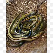 网兜死鳝鱼