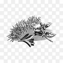 手绘素描迷迭香罗勒薄荷调味品插