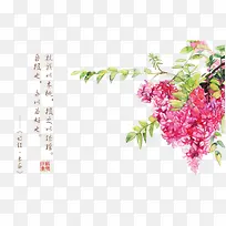 诗经花朵插画配图