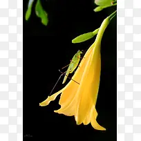 黄色花朵是的绿色螳螂