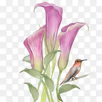 手绘紫色百合花小鸟