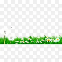 草地上的菊花和蒲公英