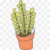 盆栽植物
