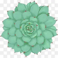 手绘创意绿色多肉植物