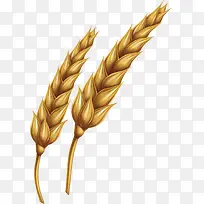 矢量图成熟的麦子