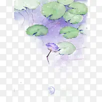 紫色睡莲图片素材