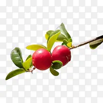 春日嫩芽果子