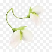 白色豌豆花