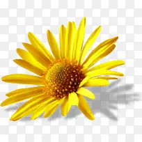 花卉