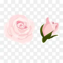 粉色玫瑰花植物矢量图