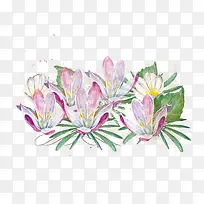 手绘小清新水仙花