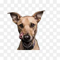 尖耳朵的狗素材图片