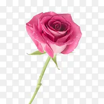一朵粉红色的玫瑰花