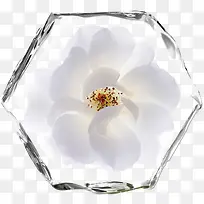 白色花朵冰粒