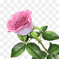 一支花瓣粉红色盛开单支玫瑰