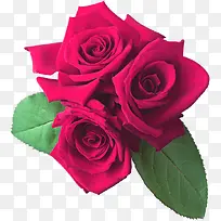 紫红色的玫瑰花